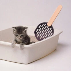 LONGZIMING Pelle à Litière, Poop Scoop, Pelle à Litière Pour Chat, Pelle En Plastique, Café + Poudre 9 LONGZIMING Pelle à Litière, Poop Scoop, Pelle à Litière Pour Chat, Pelle En Plastique, Café + Poudre -Promos Litière et bac à litière Magasin 41657042 3
