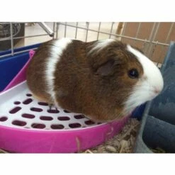 GDRHVFD Bac À Litière D'Angle Pour Petit Animal Domestique - Pour Hamster, Cochon D'Inde, Furet, Gerbille, Chinchilla - Pour Petits Rats -Bleu -Promos Litière et bac à litière Magasin 58696760 5