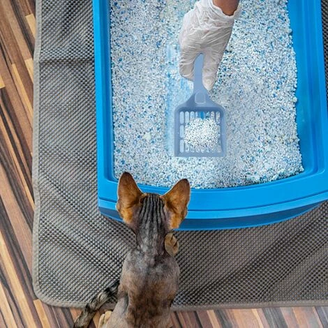 EINEMGELD Lot De 2 Pelles à Litière Pour Chat 22,4 X 9,6 Cm 4 EINEMGELD Lot De 2 Pelles à Litière Pour Chat 22,4 X 9,6 Cm – Image 2